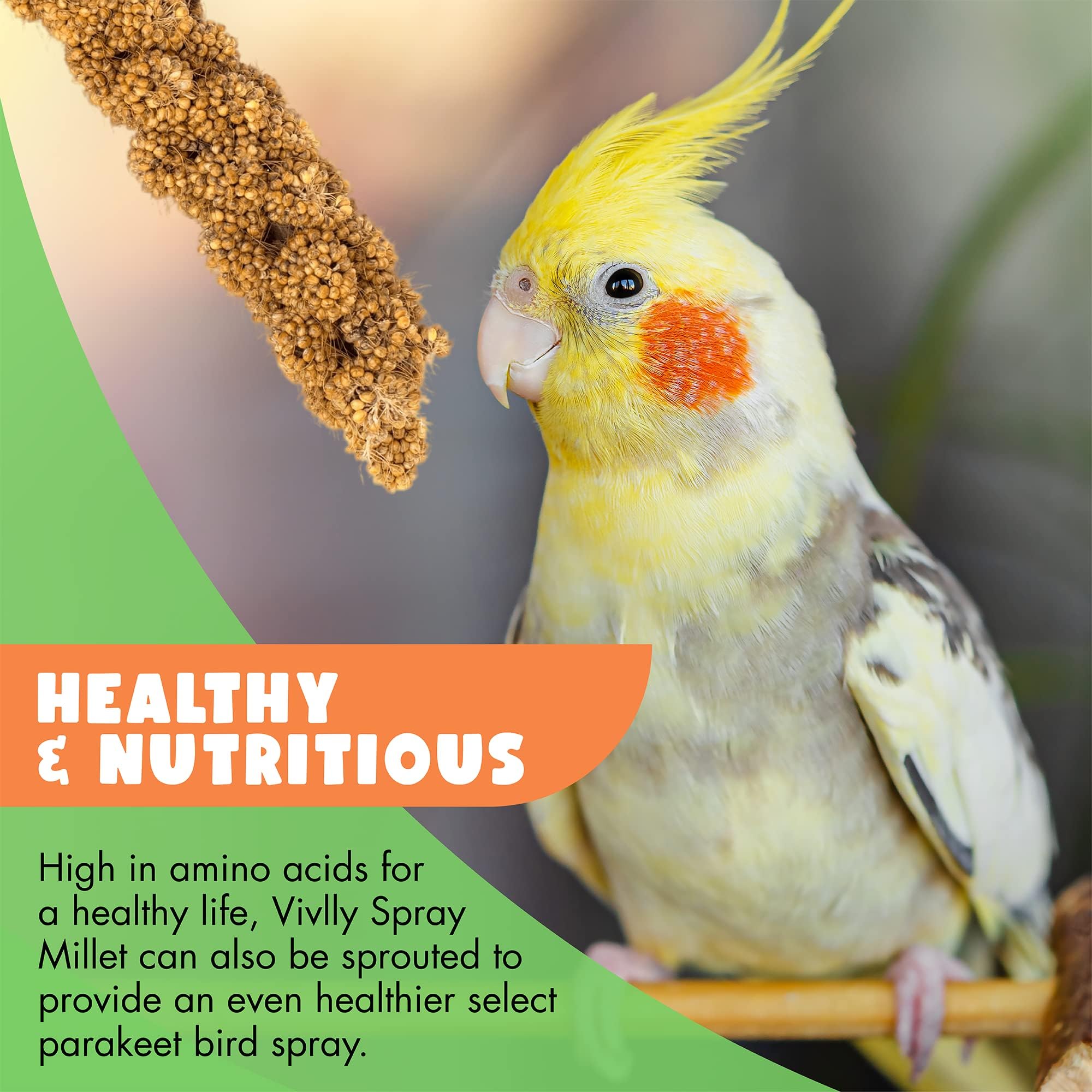 Vivlly 5LBS GMO-Free Sun Dried Spray Millet - Original Bird Treat Millet for Parakeets, Cockatiels, Finches & More - Non-GMO, Hi